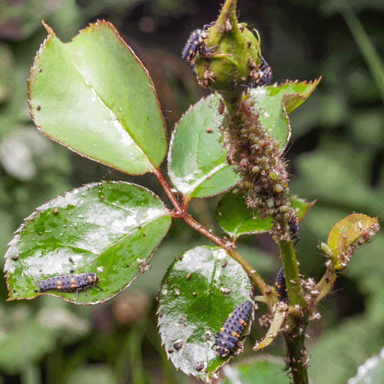 Pucerons au jardin : les reconnaître, prévenir l’infestation et agir naturellement