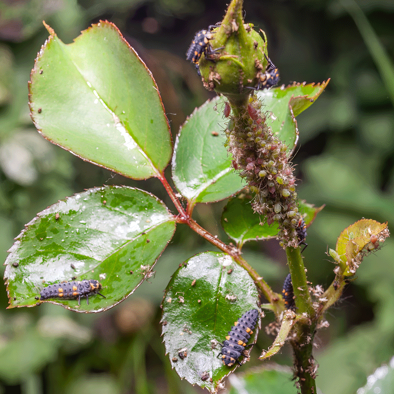 Coccinelle Adalia bipunctata sur une tige infestée de pucerons