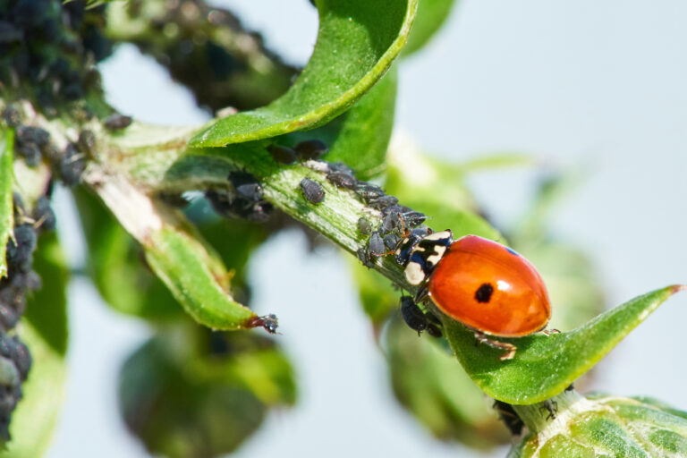 Coccinelles contre pucerons : l’alternative naturelle aux pesticides