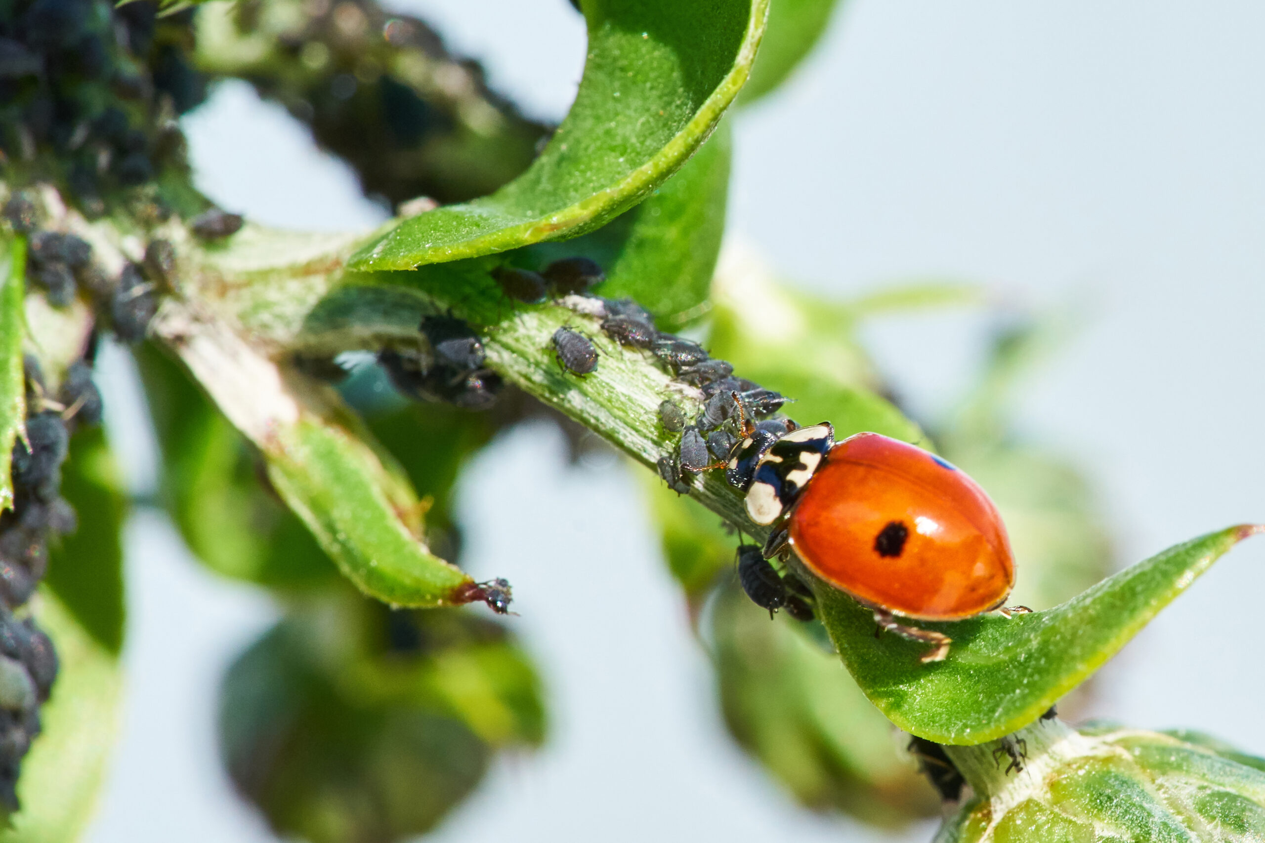 Coccinelles contre pucerons : l’alternative naturelle aux pesticides