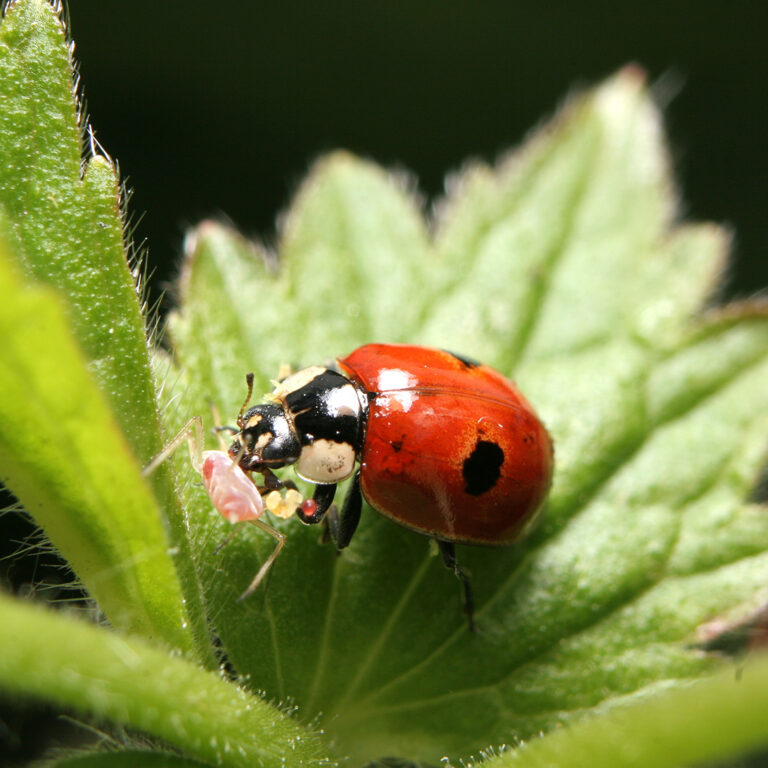 Eco-friendly gardening: a closer look at alternatives to pesticides