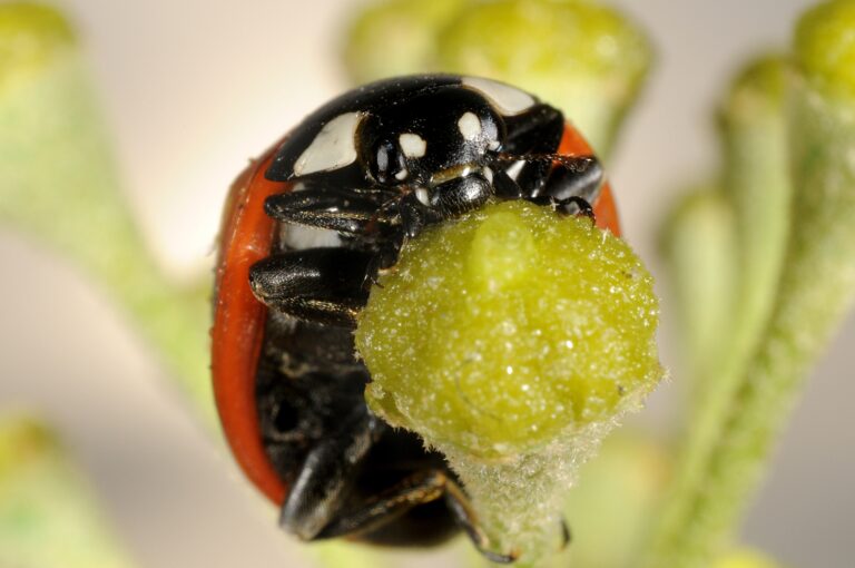 Larvae or adults: which to choose for effective aphid control?