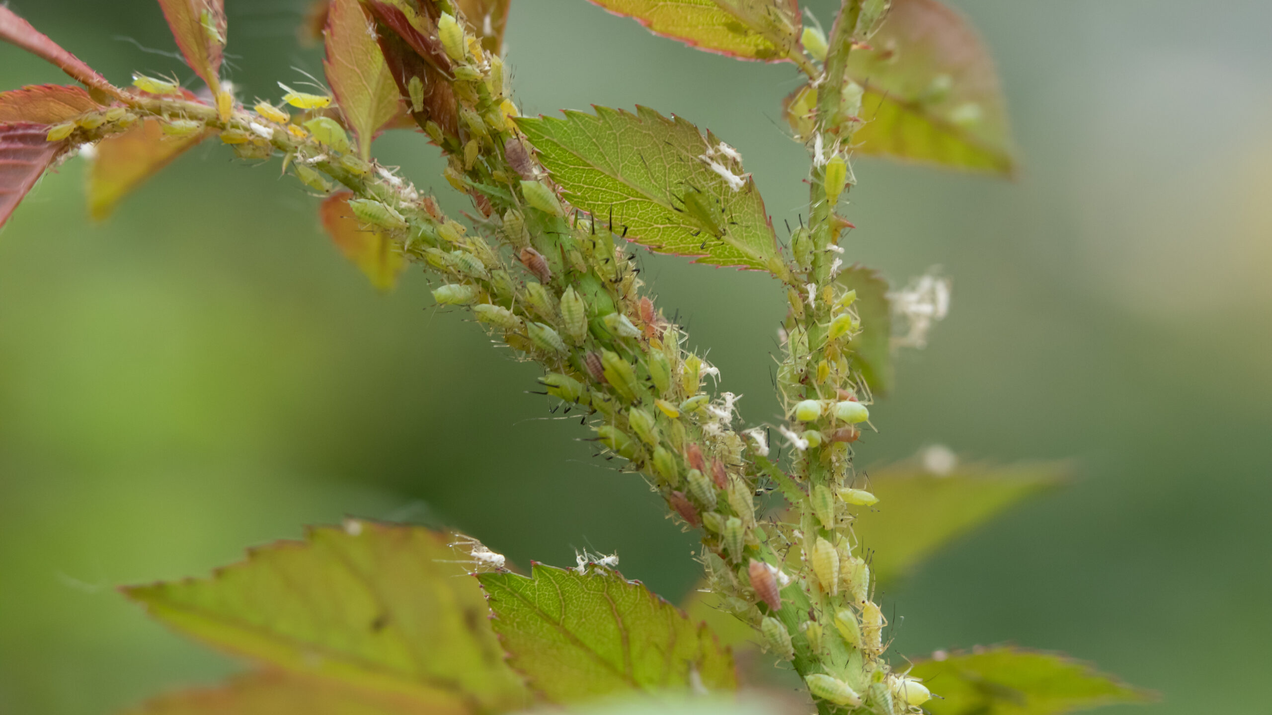 Adalia bipunctata ladybug on an aphid-infested stem