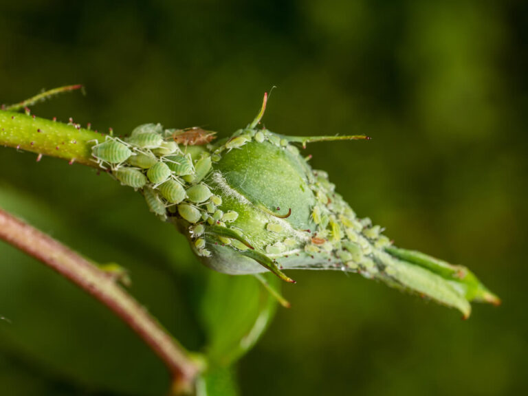 Fertilisation raisonnée avant le printemps : réduire l’azote pour limiter les pucerons