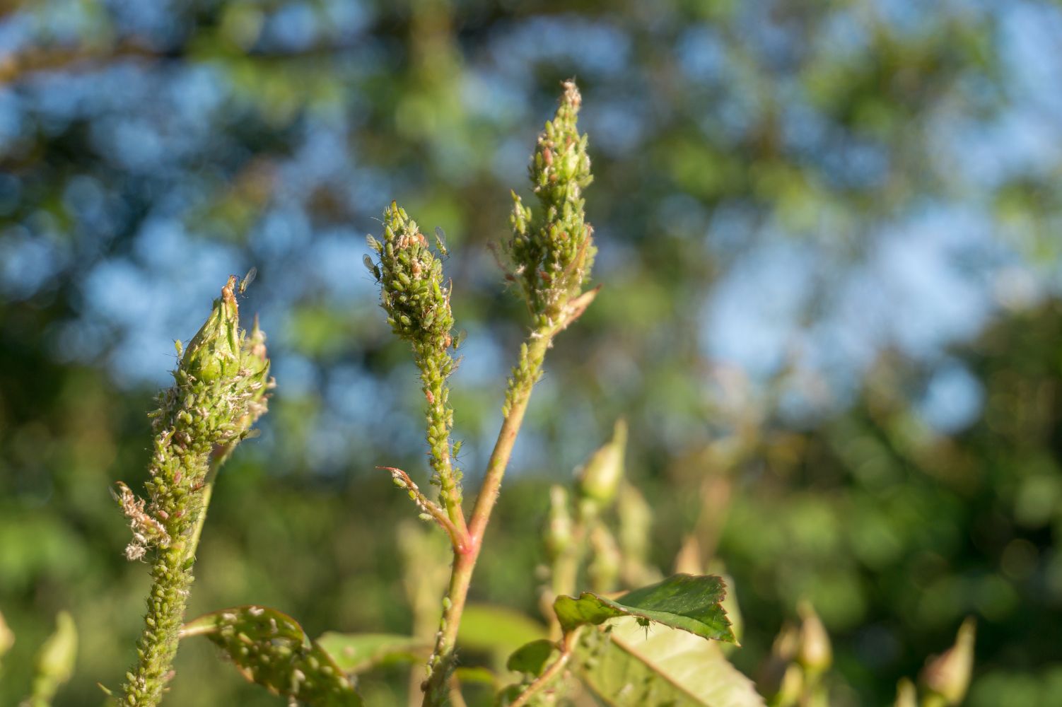 puceron sur rosier, larve de coccinelle Horpi