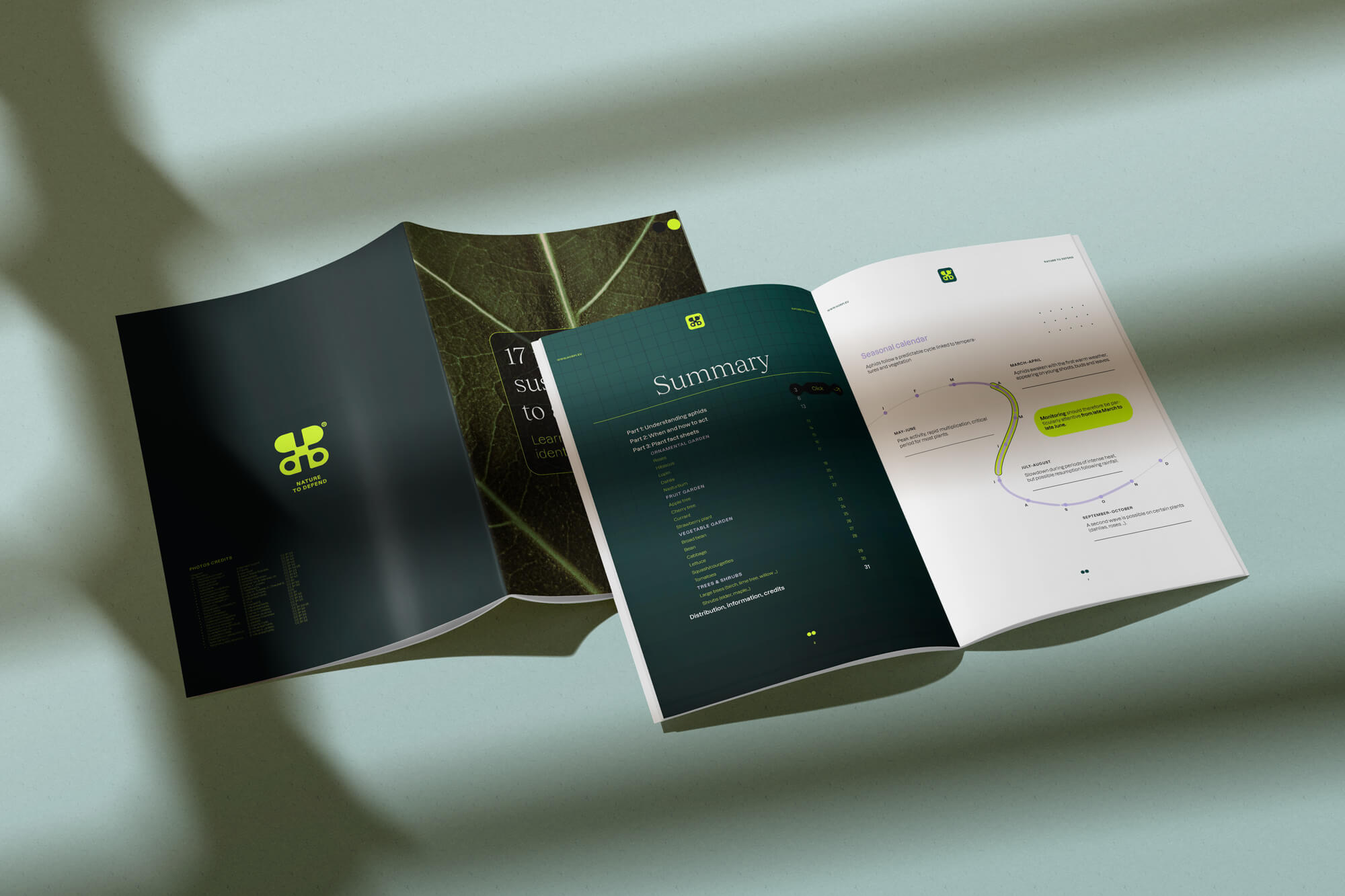 aphid on rosebush, Horpi ladybug larva