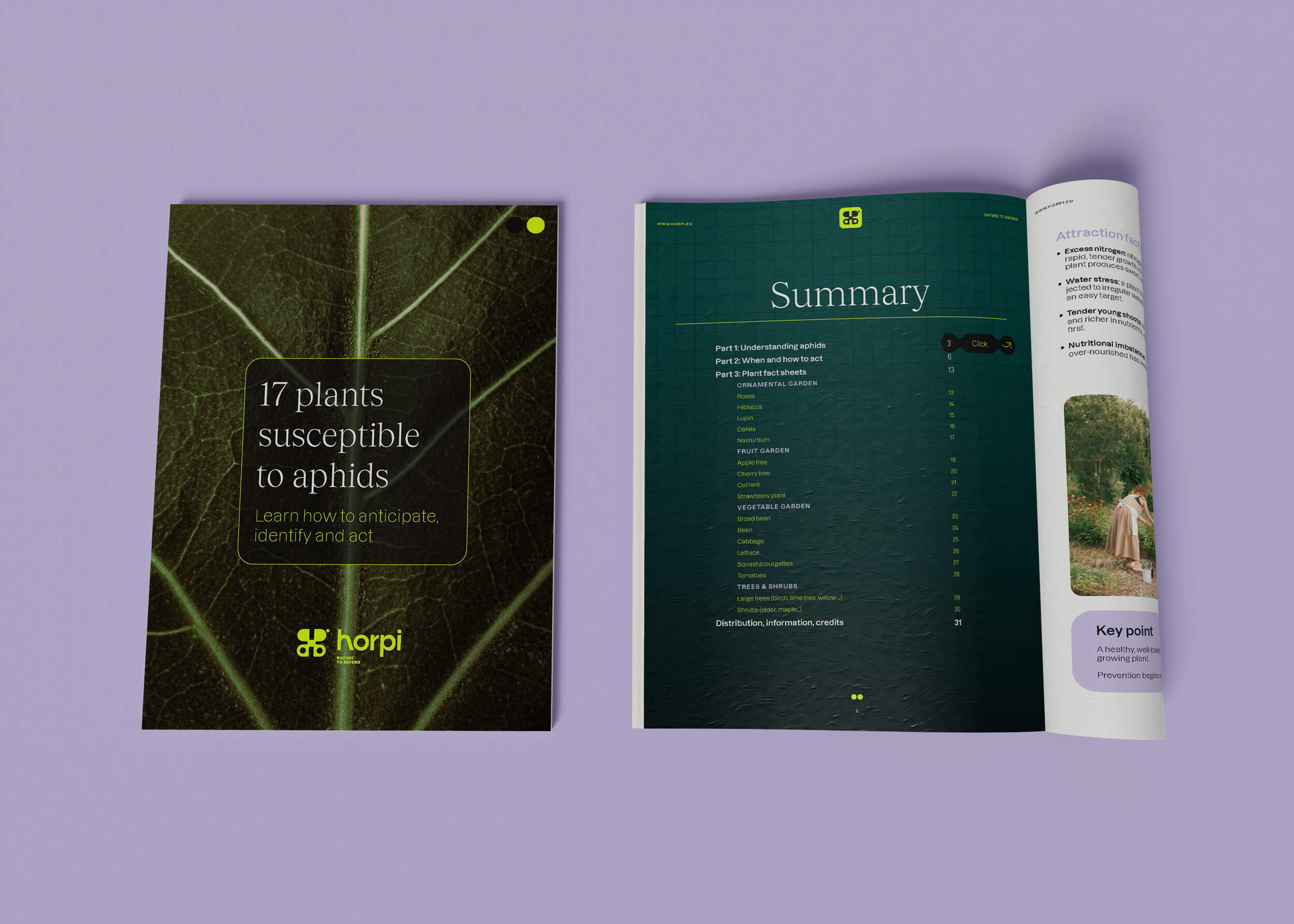 Blattlaus auf Rosen, Marienkäferlarve Horpi