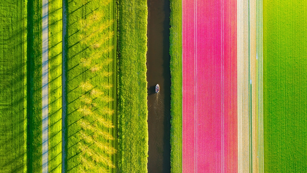 tulp Nederland tuinbouw