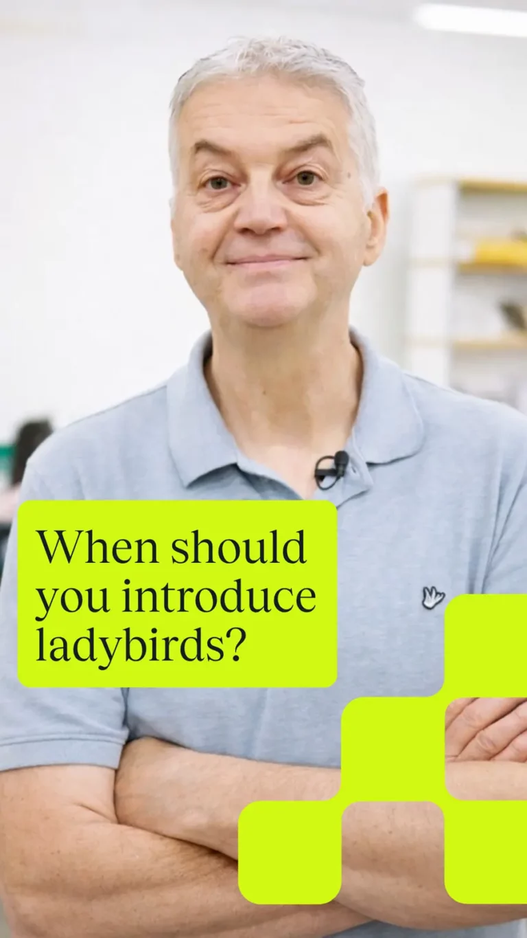 When should you introduce ladybirds?
