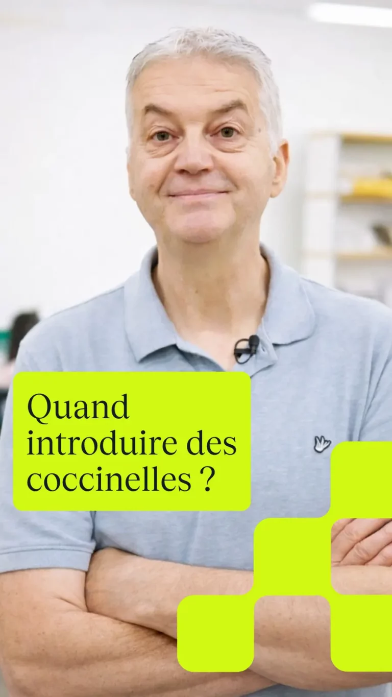 Quand faut-il introduire des coccinelles ?