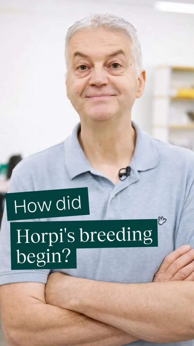 How did Horpi’s breeding begin?