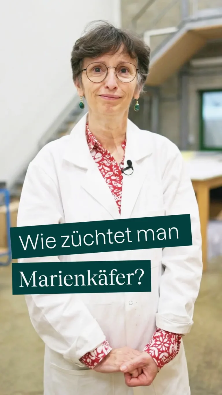 Wie züchtet man Marienkäfer?