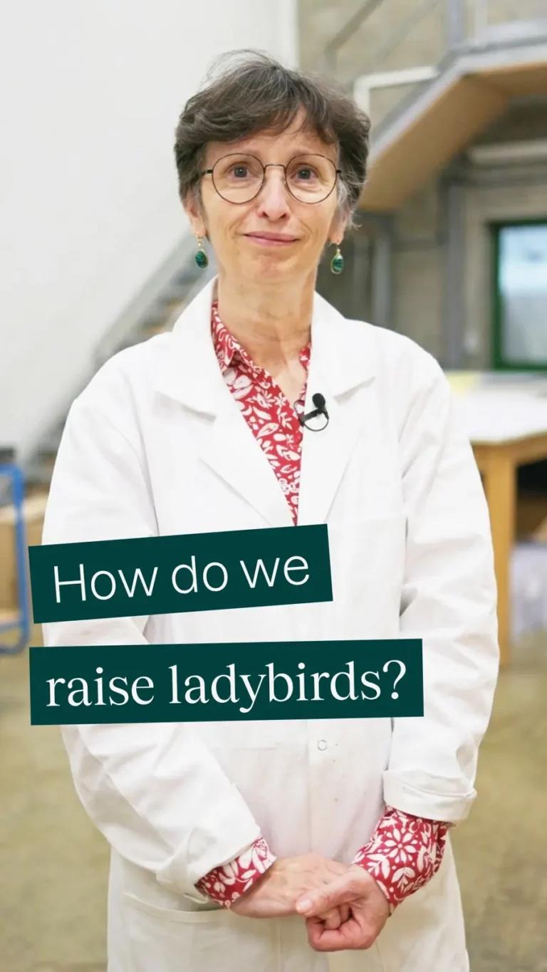 How do we raise ladybirds?