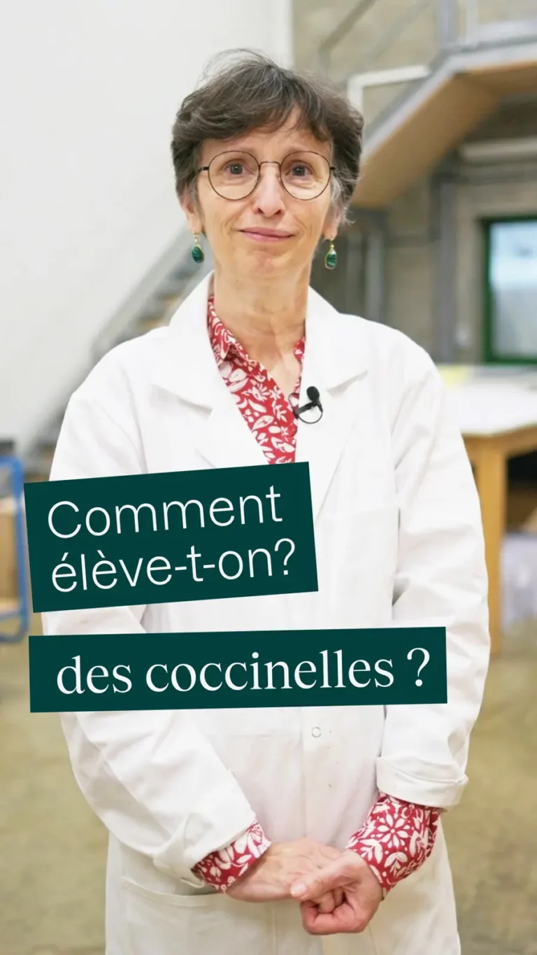 Comment élève-t-on des coccinelles ?