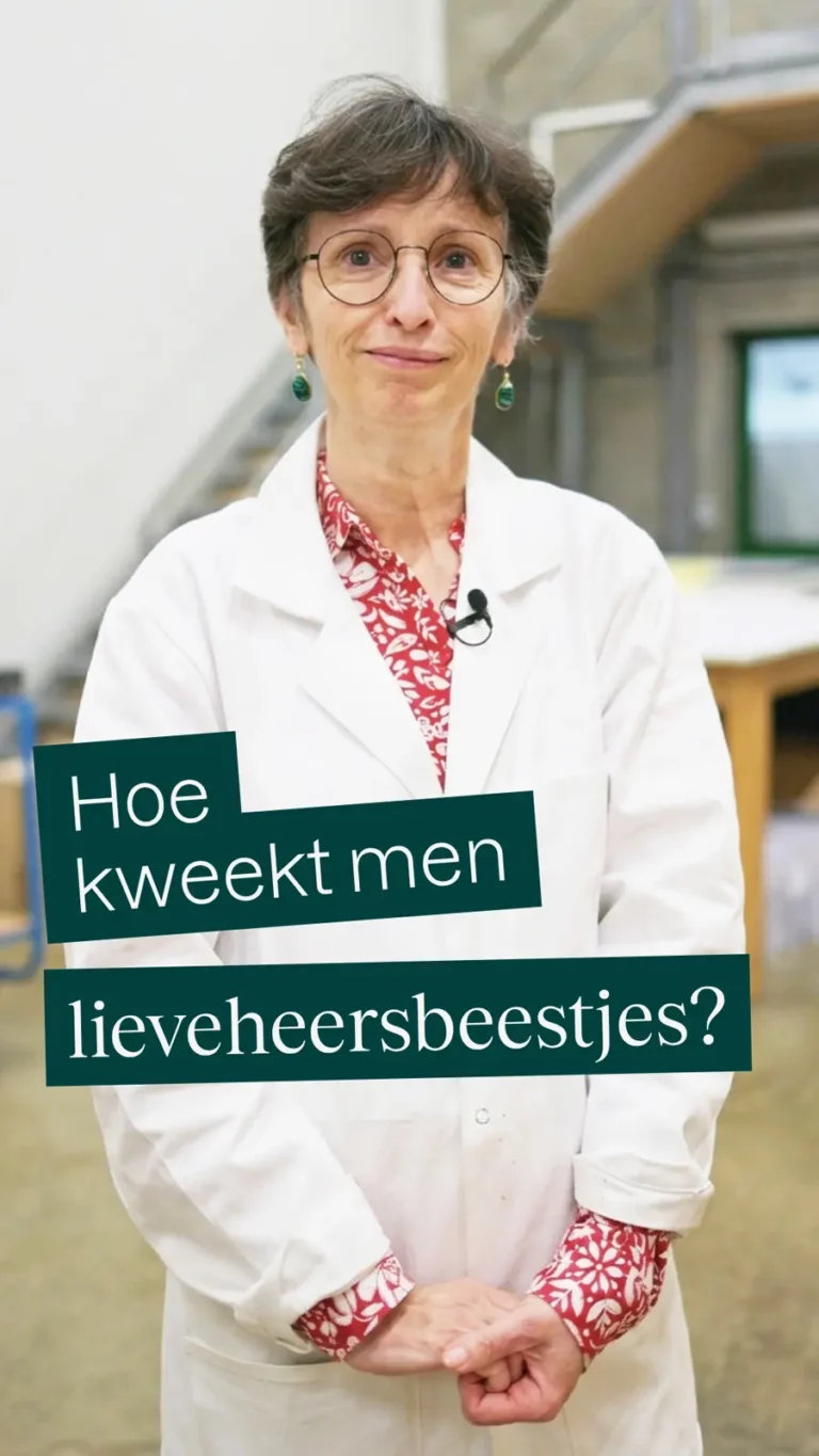 Hoe kweekt men lieveheersbeestjes?