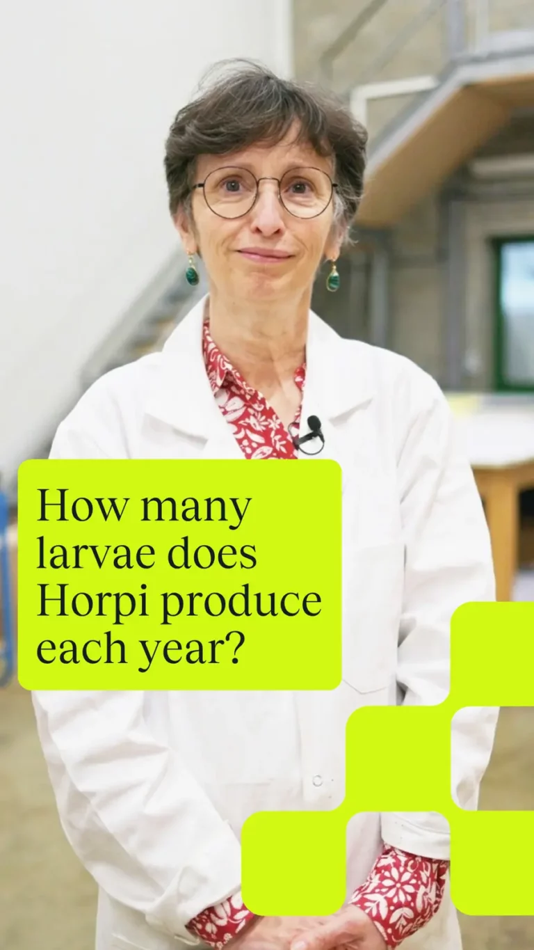 How many larvae does Horpi produce each year?