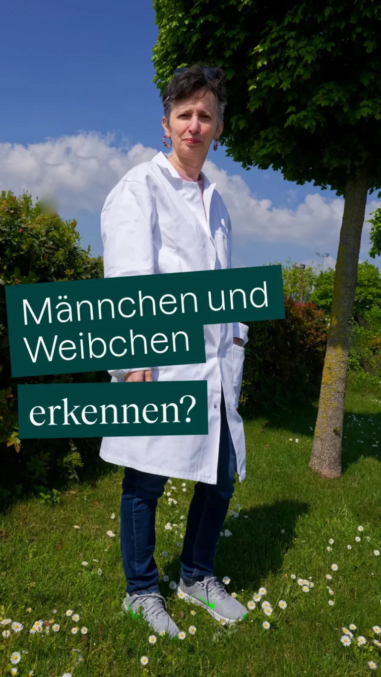 Männchen und Weibchen erkennen?