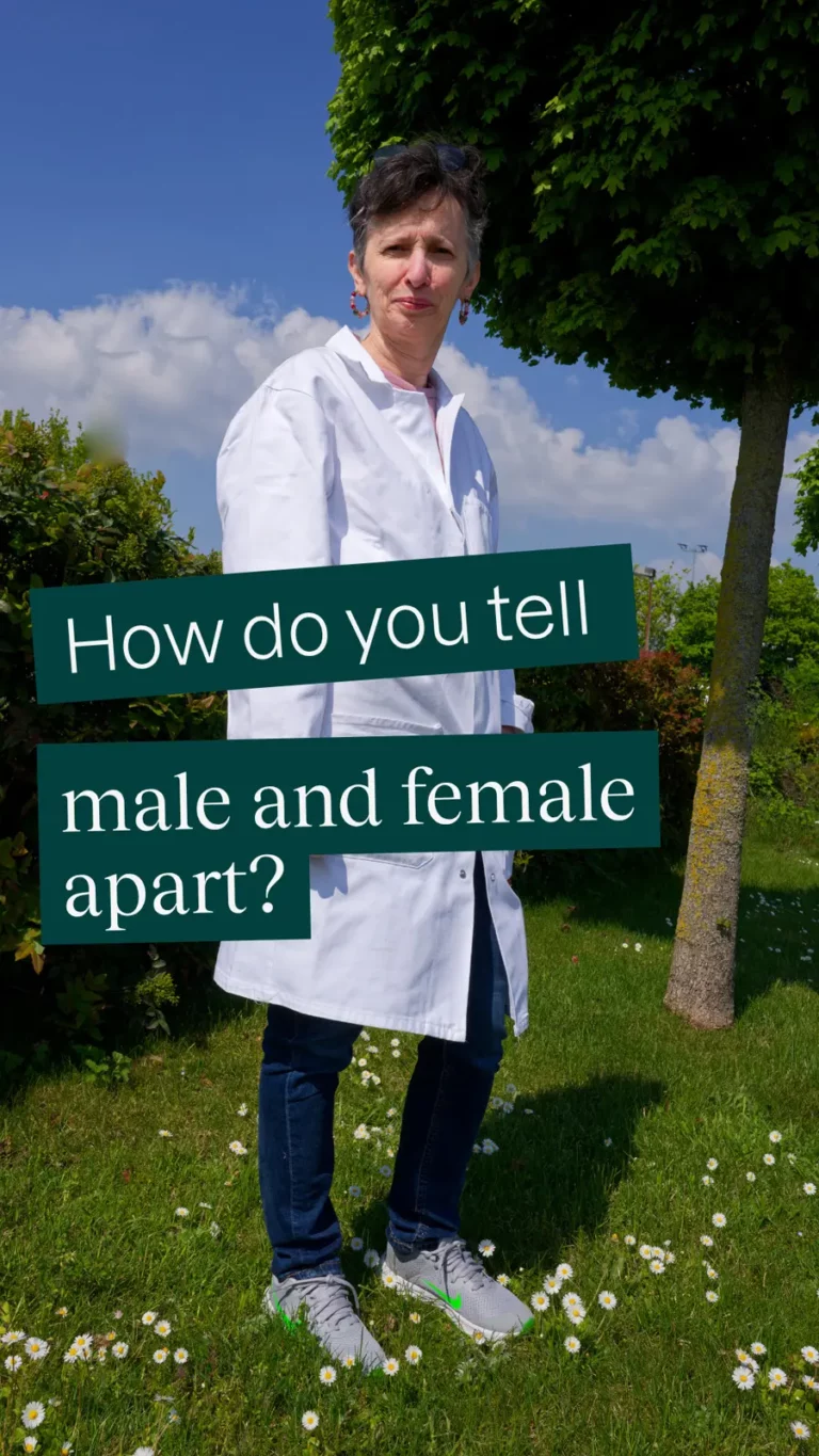 How do you tell male and female apart?