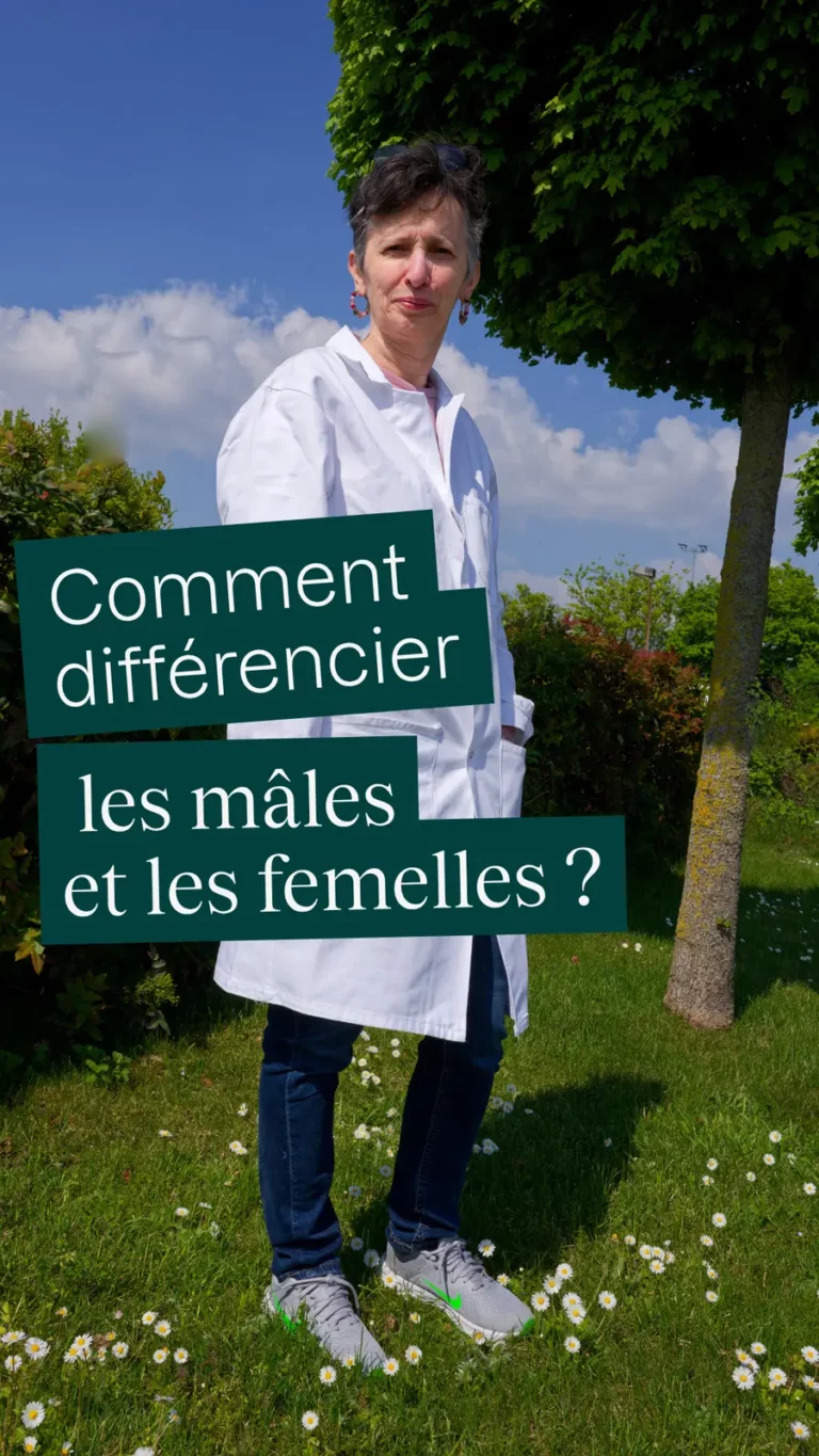 Comment différencier les mâles et les femelles ?