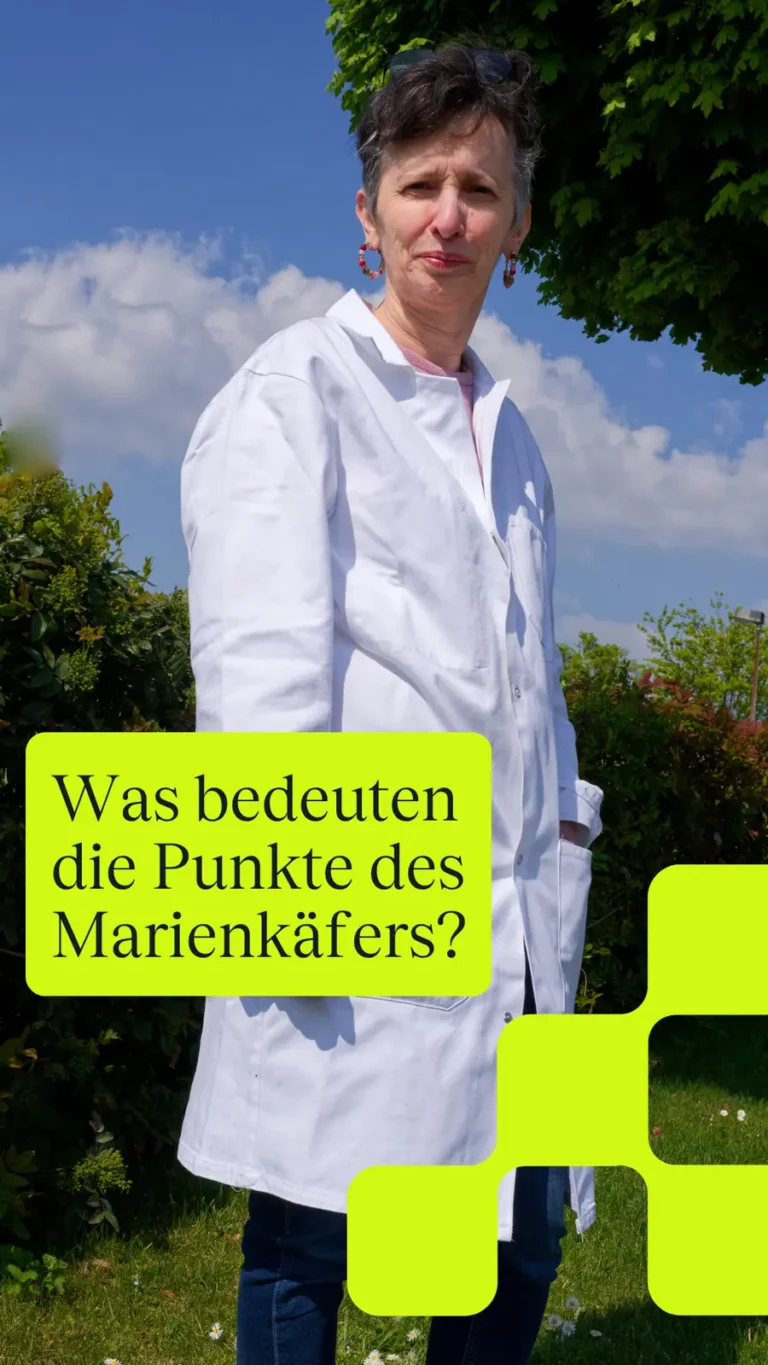 Was bedeuten die Punkte des Marienkäfers?