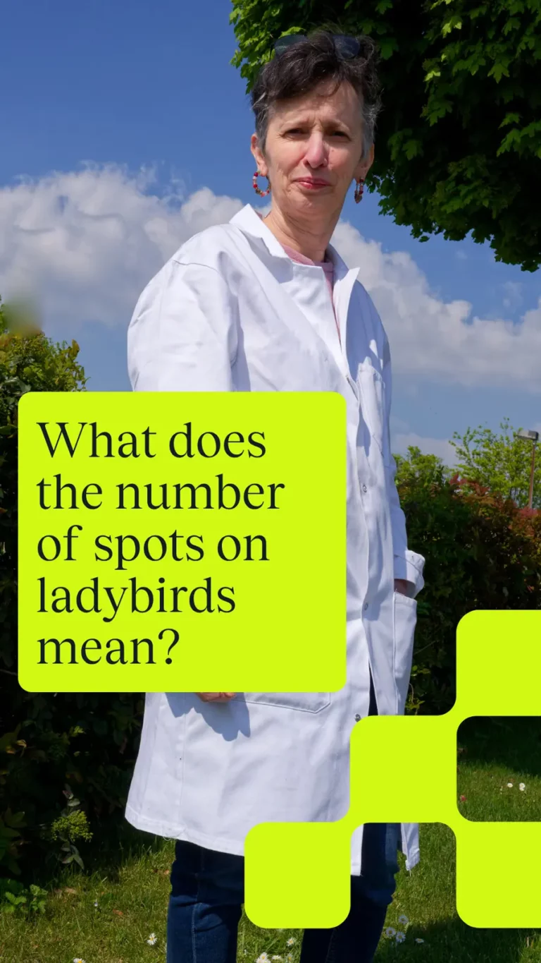 What does the number of spots on ladybirds mean?