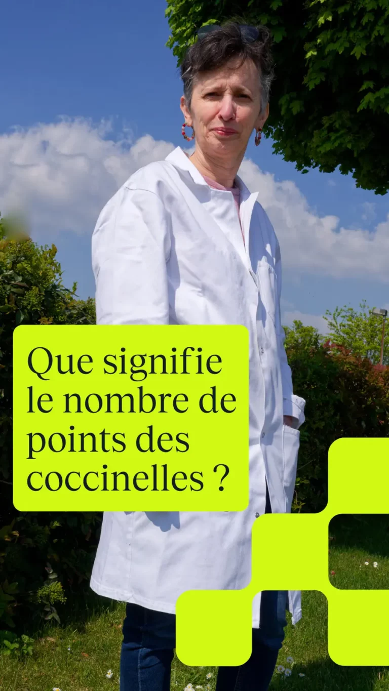 Que signifie le nombre de points des coccinelles ?