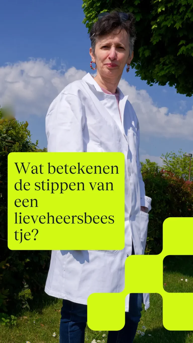 Wat betekenen de stippen van een lieveheersbeestje?