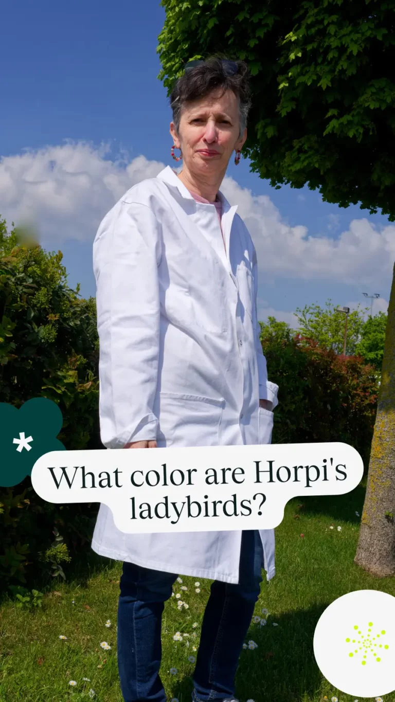 What color are Horpi’s ladybirds?