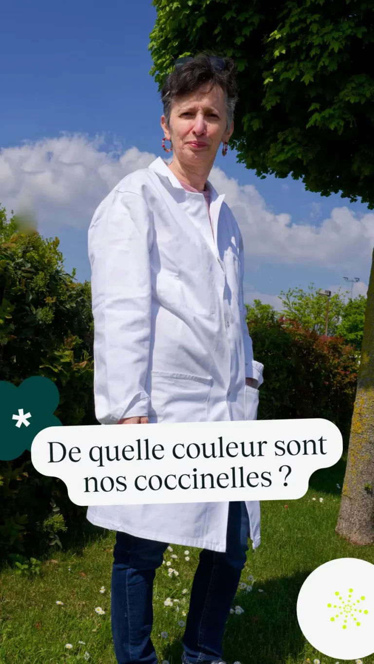 De quelle couleur sont nos coccinelles ?