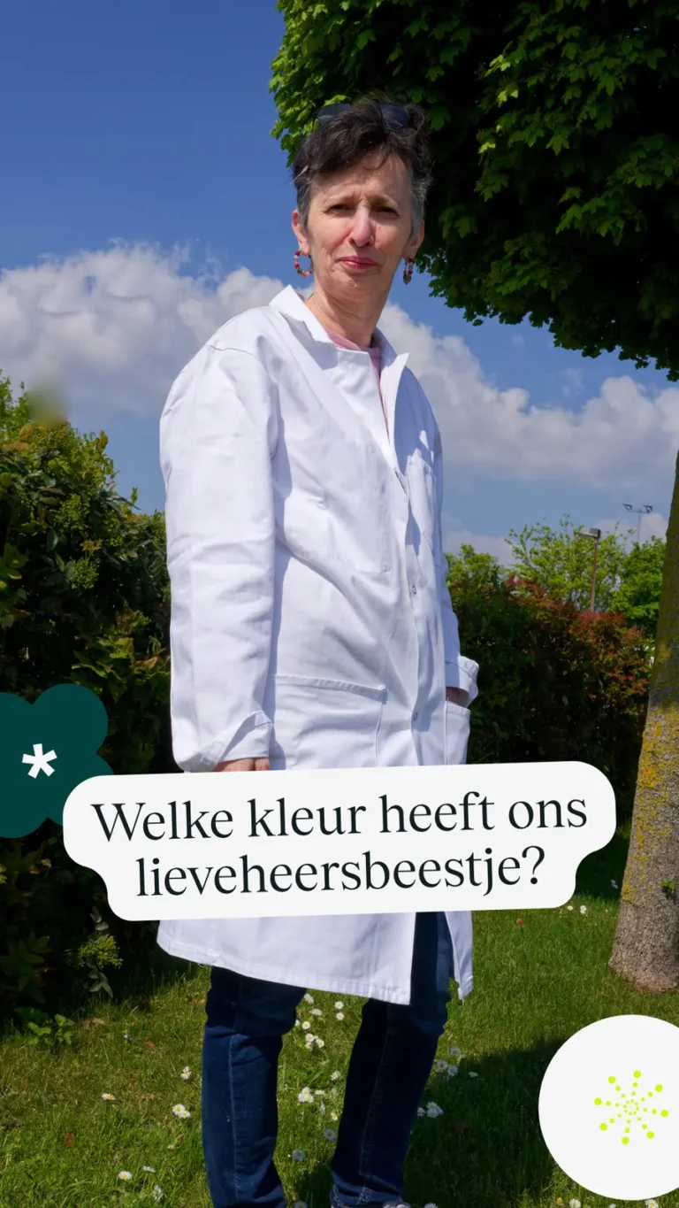 Welke kleur heeft ons lieveheersbeestje?