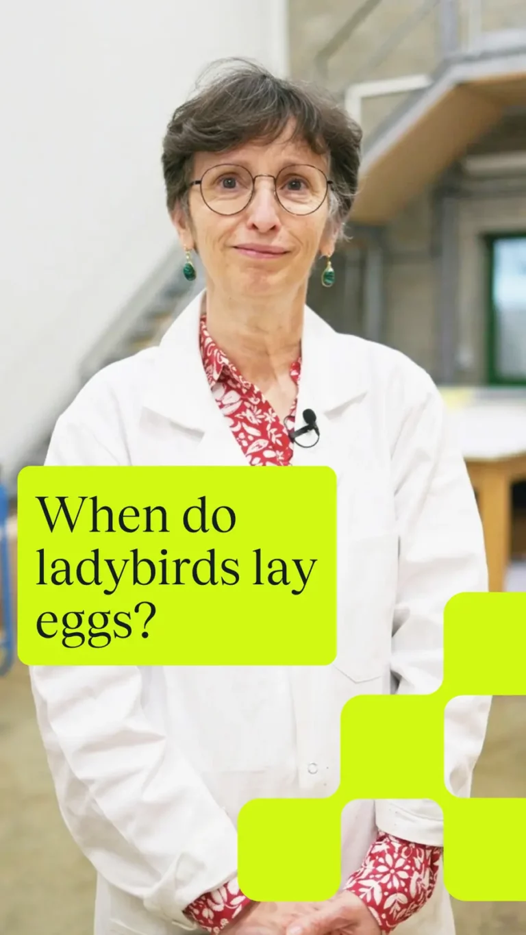 When do ladybirds lay eggs?