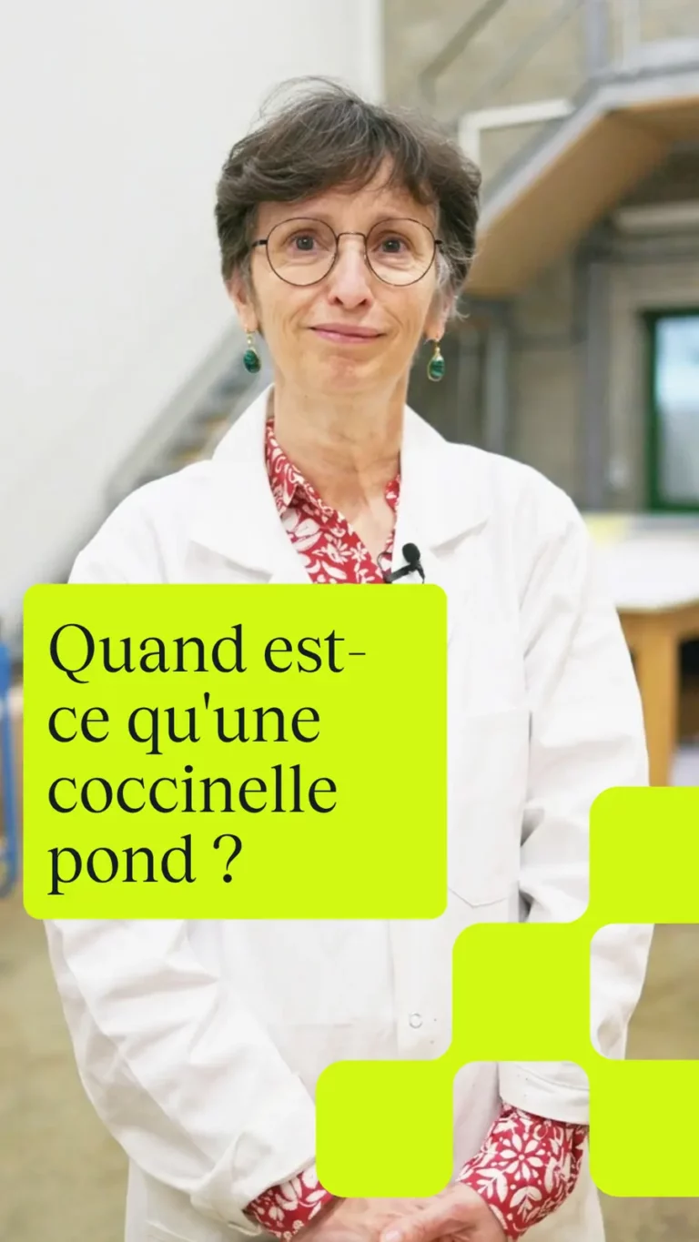 Quand est-ce qu&rsquo;une coccinelle pond ?