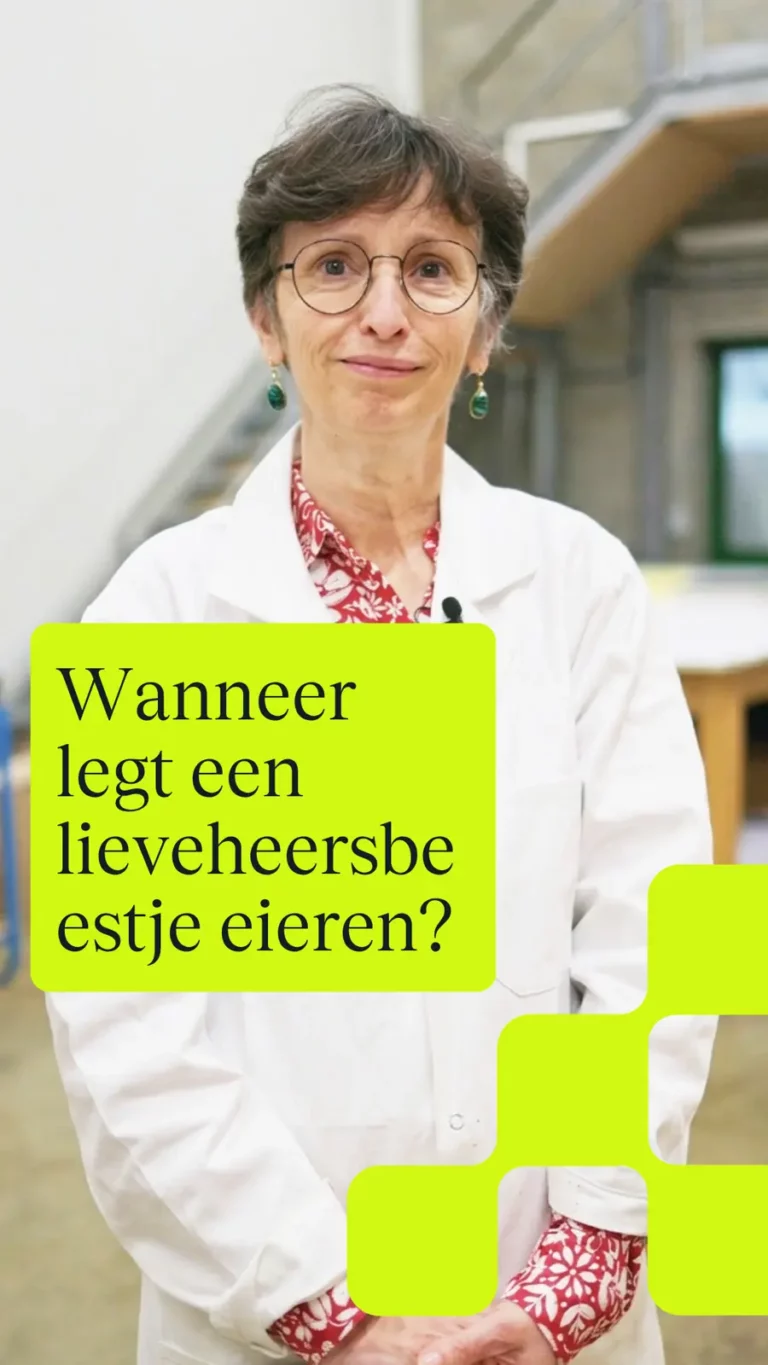 Wanneer legt een lieveheersbeestje eieren?