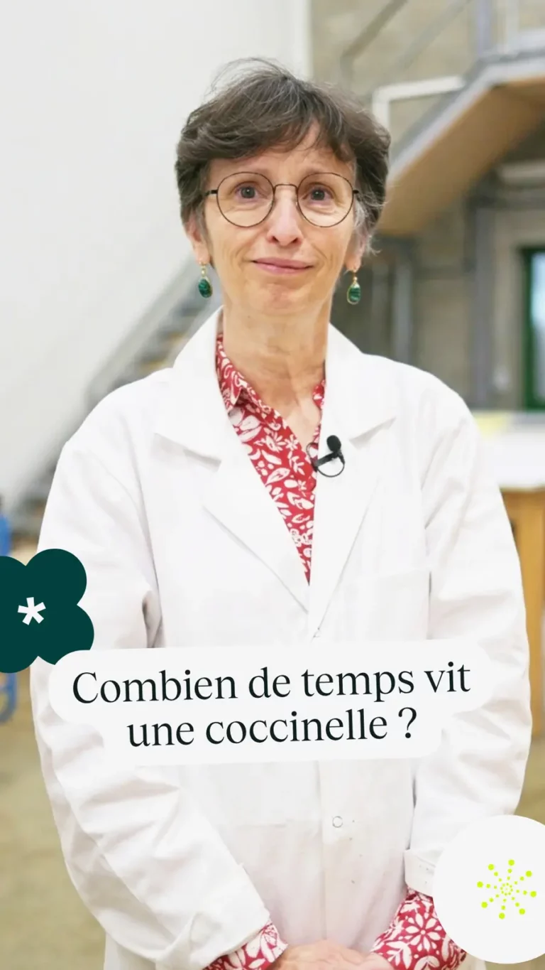 Combien de temps vit une coccinelle ?