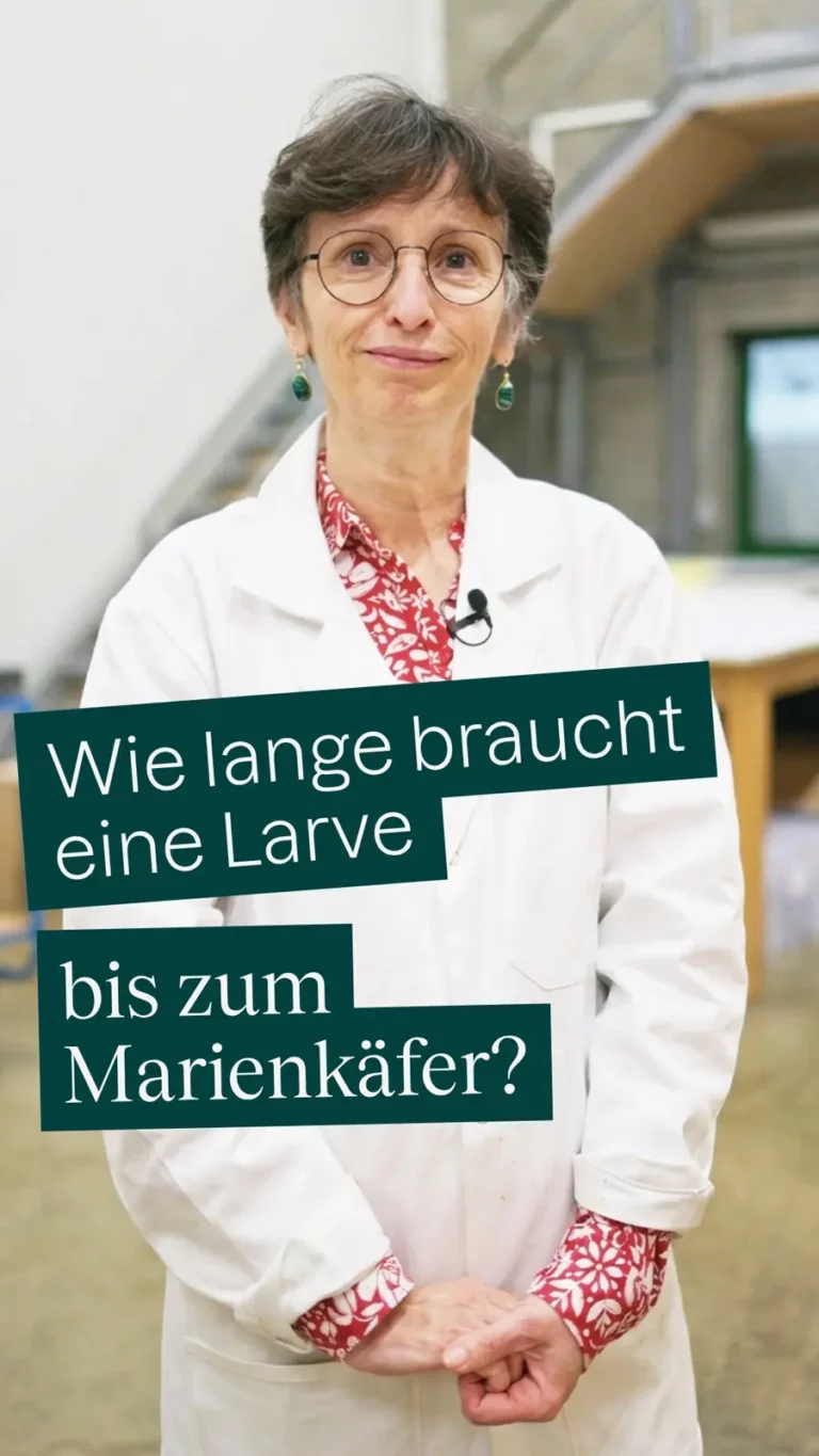 Wie lange braucht eine Larve bis zum Marienkäfer?