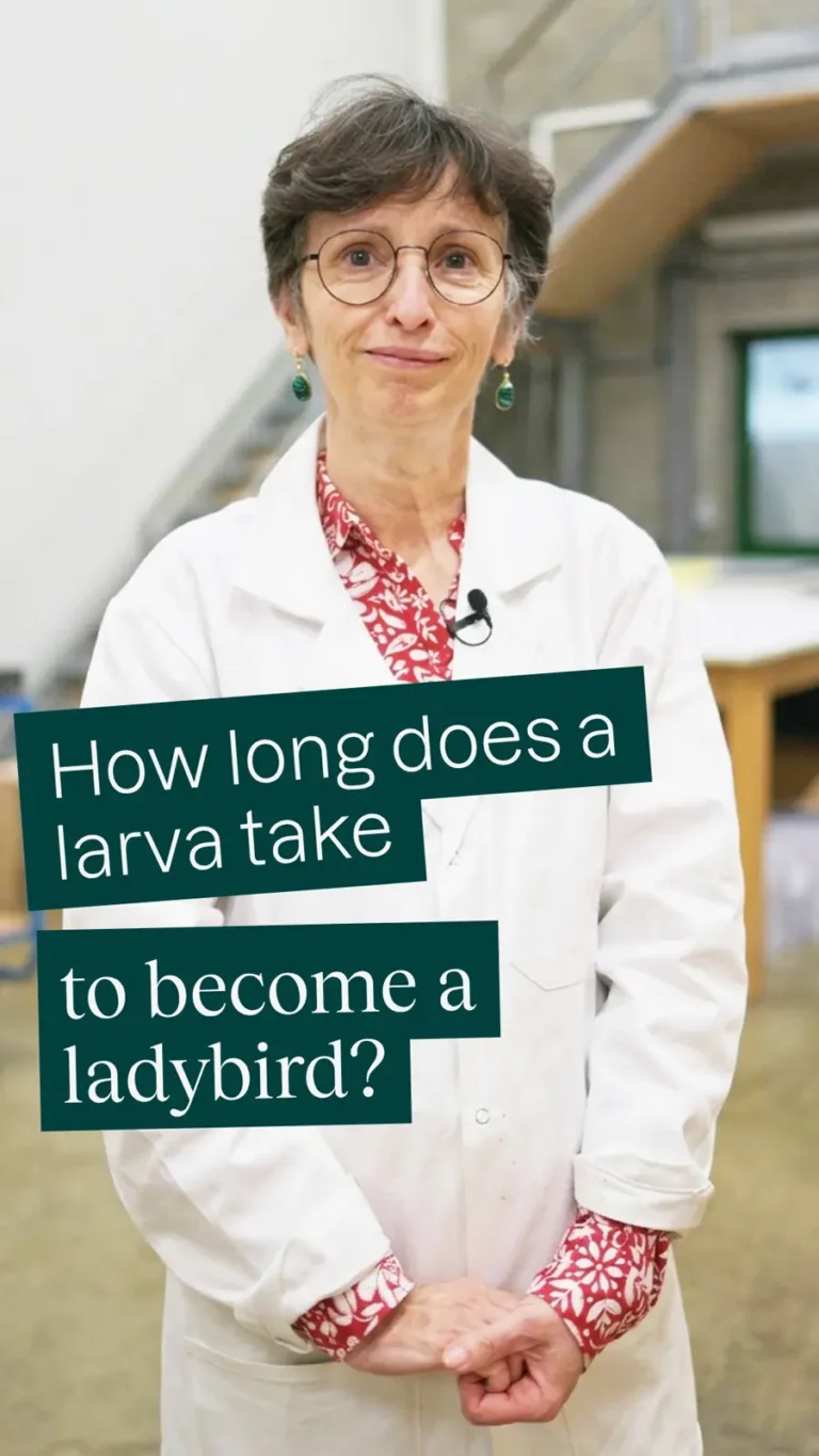 How long does a larva take to become a ladybird?