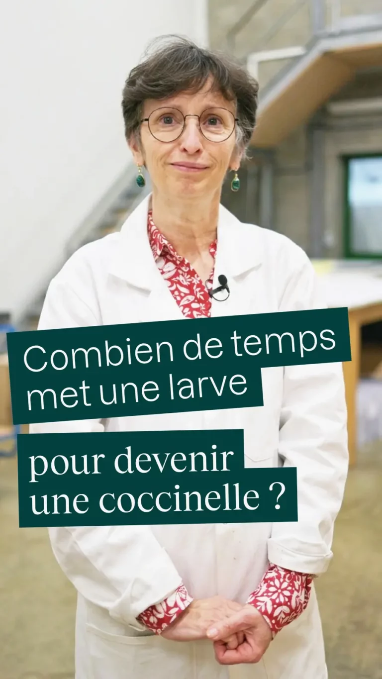 Combien de temps met une larve pour devenir une coccinelle ?