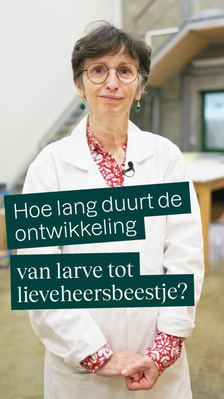 Hoe lang duurt de ontwikkeling van larve tot lieveheersbeestje?