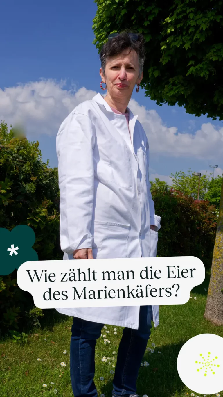 Wie zählt man die Eier des Marienkäfers?
