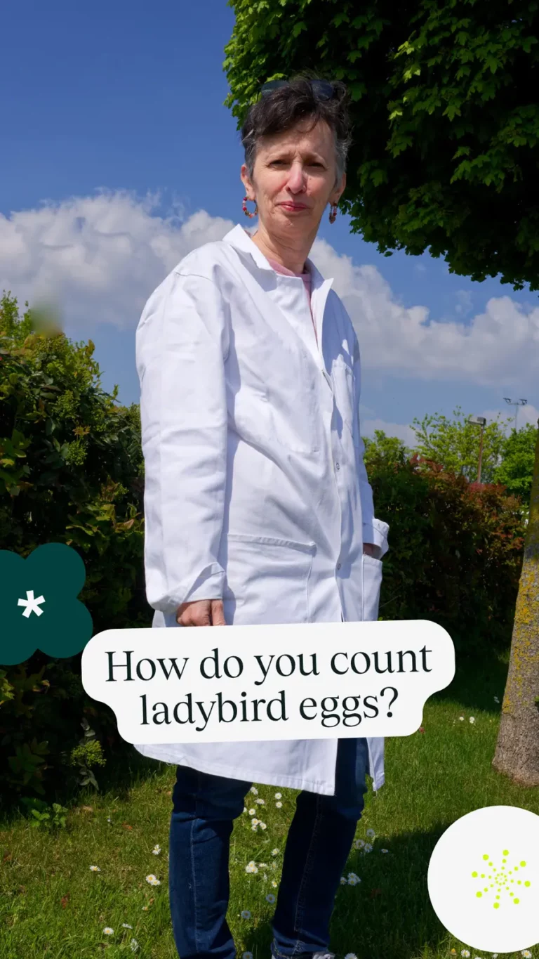 How do you count ladybird eggs?