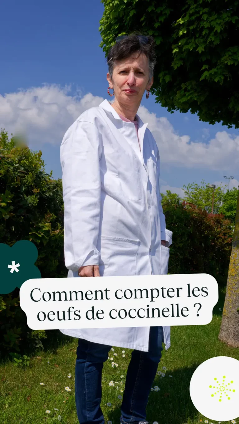 Comment compter les oeufs de coccinelle ?