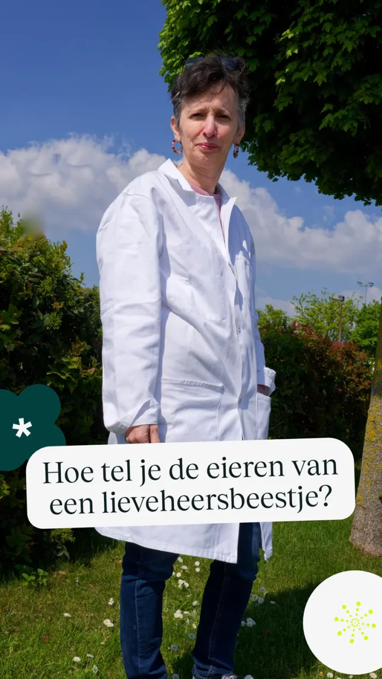 Hoe tel je de eieren van een lieveheersbeestje?