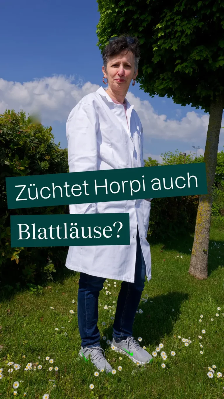 Züchtet Horpi auch Blattläuse?