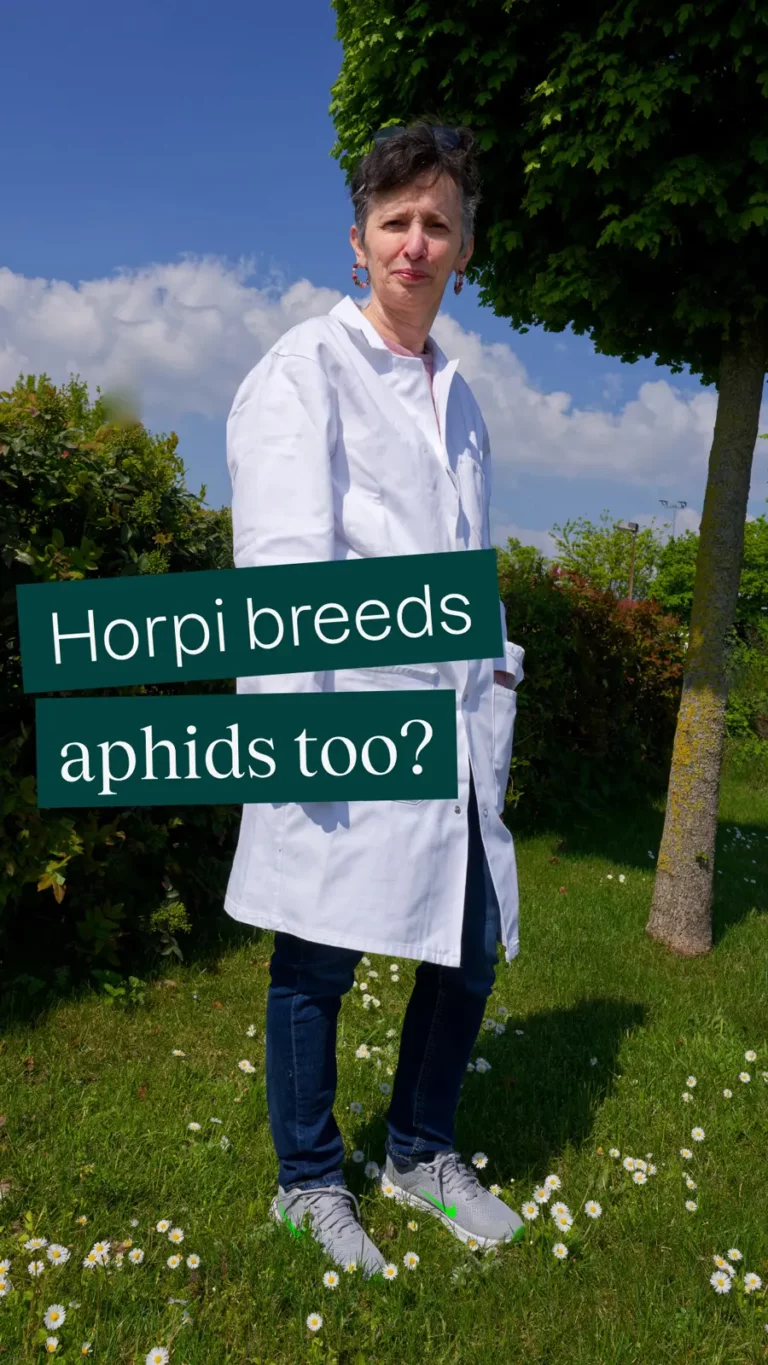 Horpi breeds aphids too?
