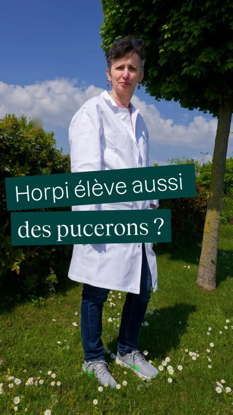 Horpi élève aussi des pucerons ?