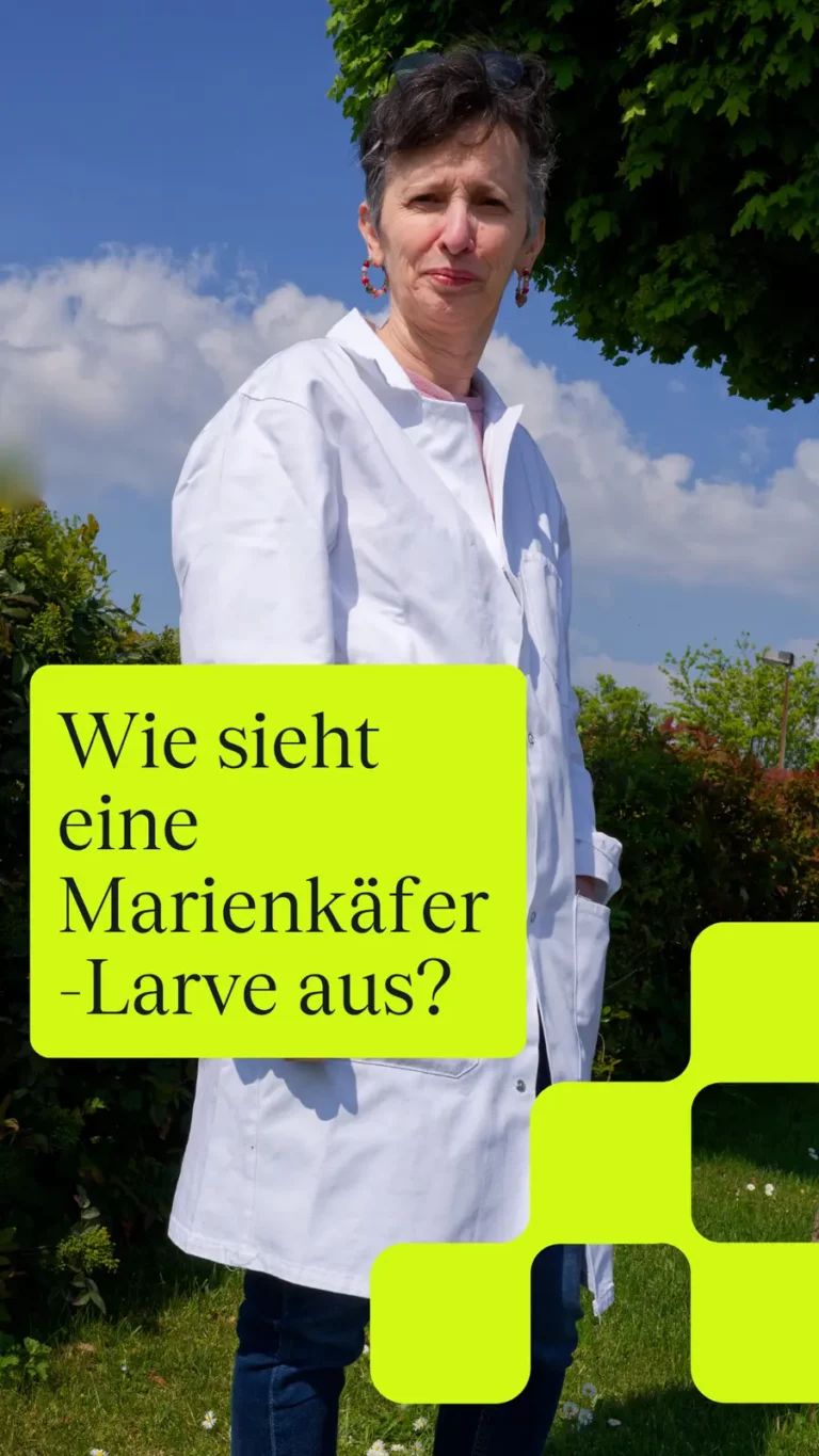 Wie sieht eine Marienkäfer-Larve aus?