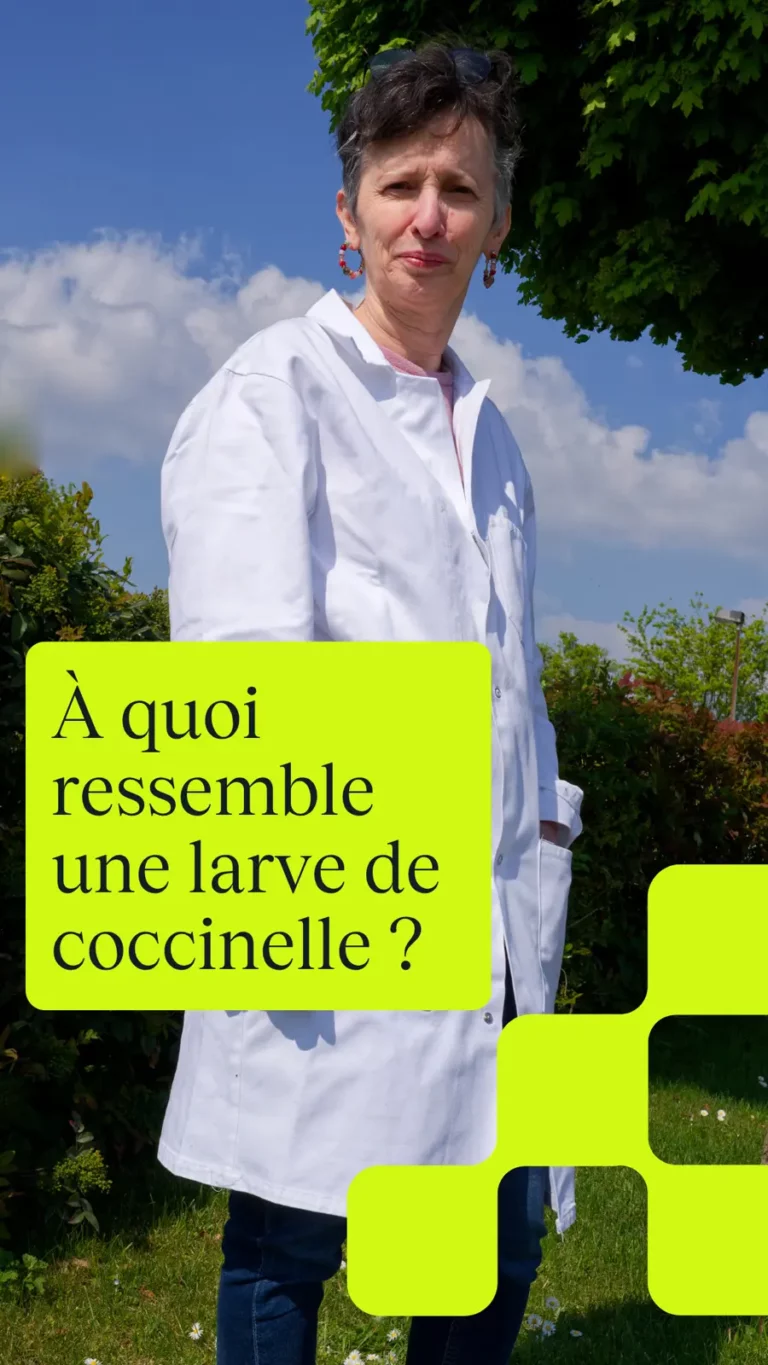 À quoi ressemble une larve de coccinelle ?