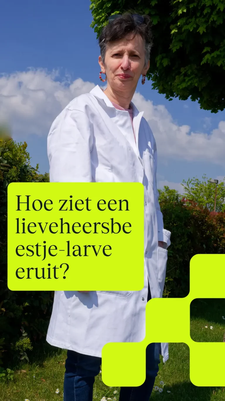 Hoe ziet een lieveheersbeestje-larve eruit?