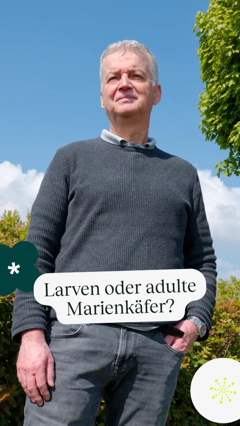 Larven oder adulte Marienkäfer?