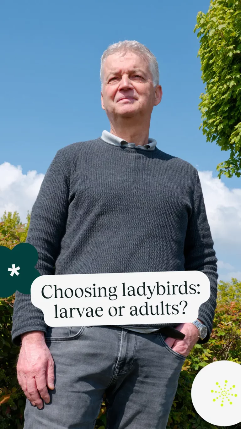 Choosing ladybirds: larvae or adults?